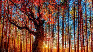 Autumn trees, Autumn forest ...