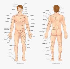 For example, the tibialis anterior is named after the part of the bone to many muscles located close together in a specific region of the body are named after their size. Transparent Human Body Parts Clipart Human All Body Parts Name Hd Png Download Transparent Png Image Pngitem