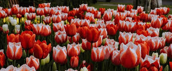 Top Spring Flower Festivals On This