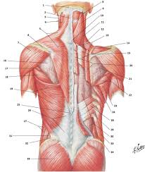 The back muscles represented on an anatomical chart and on a schematic view of the origin and insertion of the proper muscles of the back (iliocostal muscle of. Back Muscles Diagram Quizlet