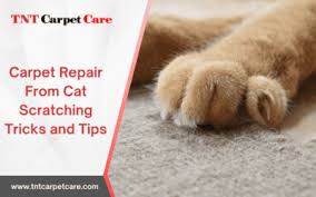 guide to pet damage carpet repair cost