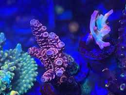 Start typing to see products you are looking for. Reeftrader