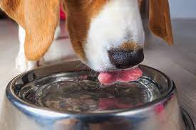 How long does an abdominal ultrasound take on a dog? How Much Water Should A Puppy Drink