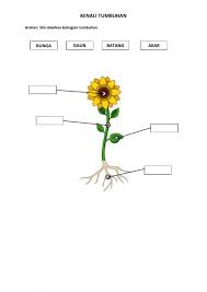 • kenali bahagian tumbuhan • ciri bahagian pada tumbuhan. Sains T1 Transisi Kenali Tumbuhan Interactive Worksheet