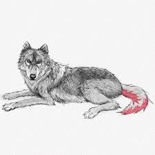 how to draw a wolf a step by step