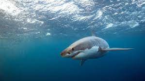 great white shark responsible for