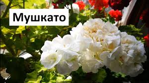 Мушкато (pelargonium) има пряко отношение към семейството на гераниевых. Gradinar Otglezhdane Na Mushkato Youtube
