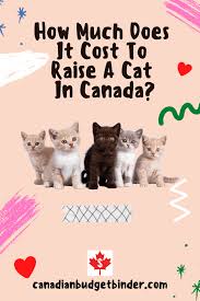 cost to raise a cat in canada