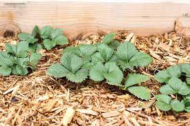 Garden Weeds How To Keep Weeds Out Of