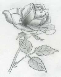 1024x794 simple pencil drawings of hearts simple broken heart. Pencil Rose Flower Drawing Bussola Tatuagem