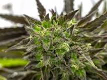 Image result for Kush effects