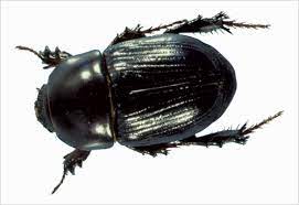 black beetles insect pests of crops