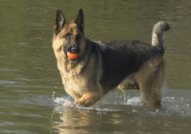 German Shepherds What S Good About Em