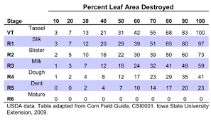 Corn Hail Loss Chart And Things To Consider Following Hail