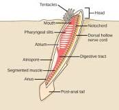 Image result for list ways in which invertebrates compensate for not having a spine course hero