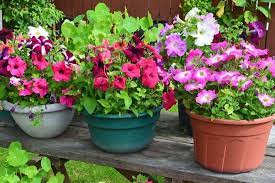 Best Color For Flower Pots Design Tips
