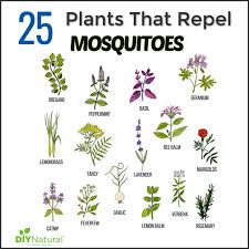 Mosquito Repellent Plants 25 Plants