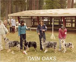 Find reputable aussiepoo breeders here. Twin Oaks The California Branch On The Australian Shepherd Family Tree Working Aussie Source