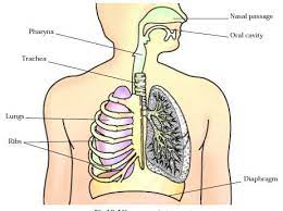 breathing learn biology cl 7