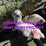 Goat Farming Service from waterfordschool.org