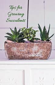 Succulents Succulent Plant Care