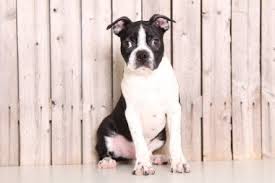The boston terrier commonly participates in. Boston Terrier Puppies For Sale Puppies Online Oh