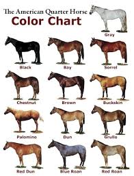 Quarter Horse Color Chart Horses Horses Horse Color