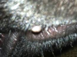p on my dog s lip organic pet digest
