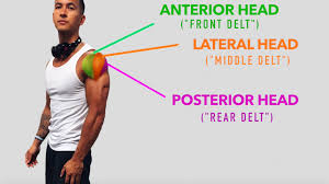 shoulder workout anatomy