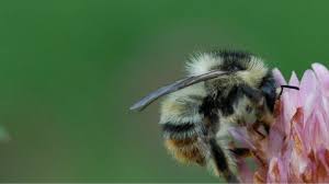 A carder bee (bombus pascuorium). Yeovil Hay Meadow Foraging Ground Boost For Rare Bees Bbc News
