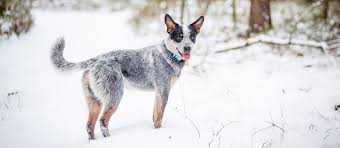 The Best Dog Food For Blue Heelers Review In 2019 My Pet