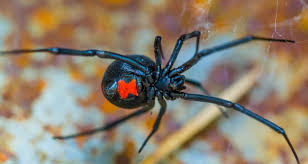 Black widow spider most venomous and common spider in uk, usa, canada. Three Kids Let Black Widow Bite Them In Hopes Of Becoming Spider Man