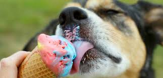 how to make ice cream for dogs dog