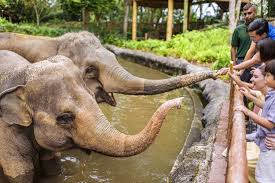 Elephant Feeding Session At Mandai Zoo