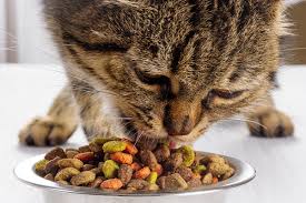 How Much Should I Feed My Cat Catster