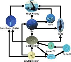 Marine Food Web With The Classical Food Chain Of