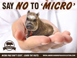 Say No To Micro Eliminate Misleading Terms From Mini Pig