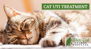 how to treat a cat uti at home white