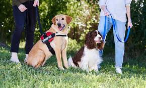 service dogs vs emotional support dogs