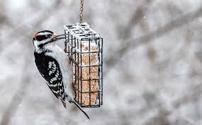 how to feed birds in winter