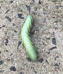 This guide will help you identify the striped caterpillar that you found. What Is This Caterpillar Thing We Found In The Garden Yes That S A Big Spike On Its Head Tail Found In Canberra Australia About 7 8cm Long Excluding The Spike Whatsthisbug