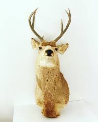 Vintage Taxidermy Deer Head Mount