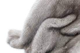 Repairing Fur Coats Thriftyfun