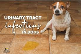 uti in dogs know the signs treatments