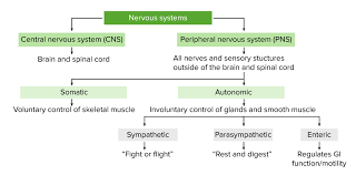 autonomic nervous system anatomy