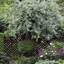 Small Trees That Like Shade Finegardening