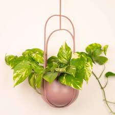 hanging plant pots and wall planters