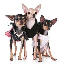 chihuahua clothes and accessories at