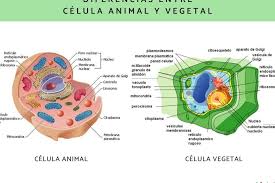 partes clave de la célula y vegetal