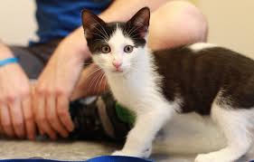 While plenty of cats still enter shelters each year, that number is on the downswing. Home Our Companions